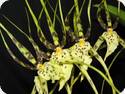 Brassia Rex